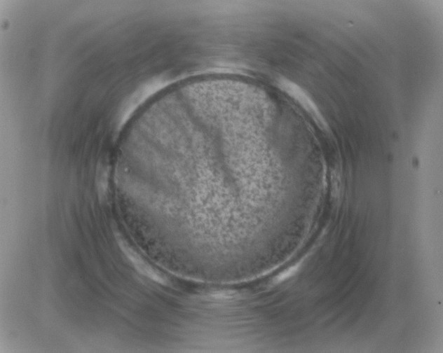 X0000081391260200701252055