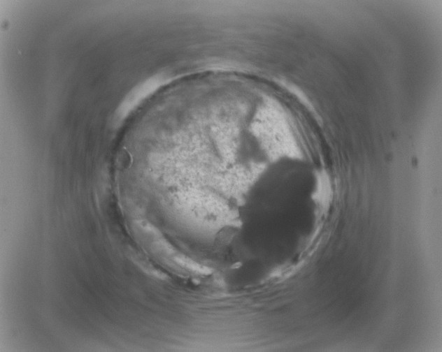 X0000081391263200701252055