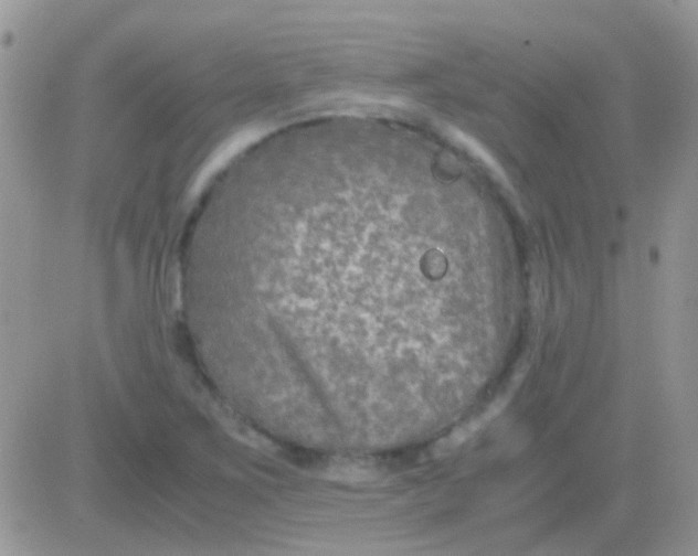 X0000081391267200701252055