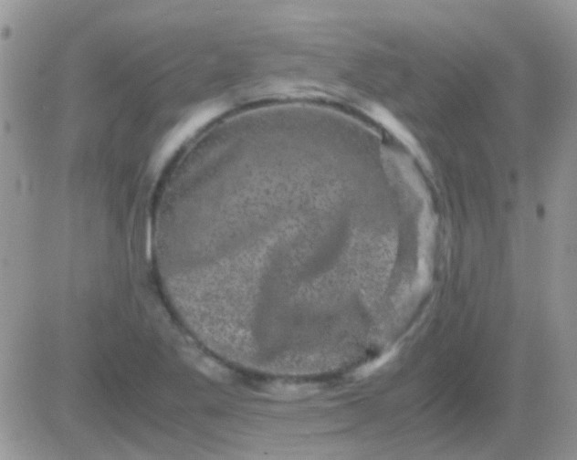 X0000081391269200701252055