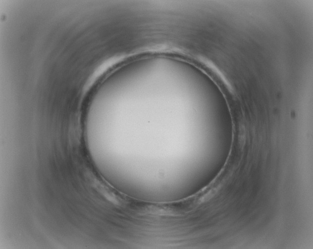 X0000081391270200701252055