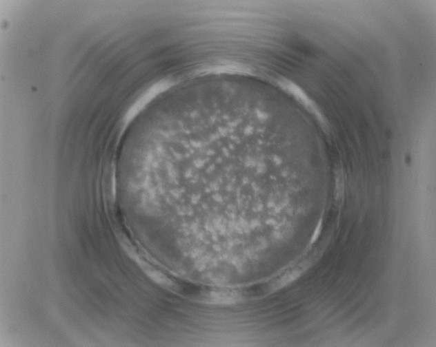 X0000081391274200701252055