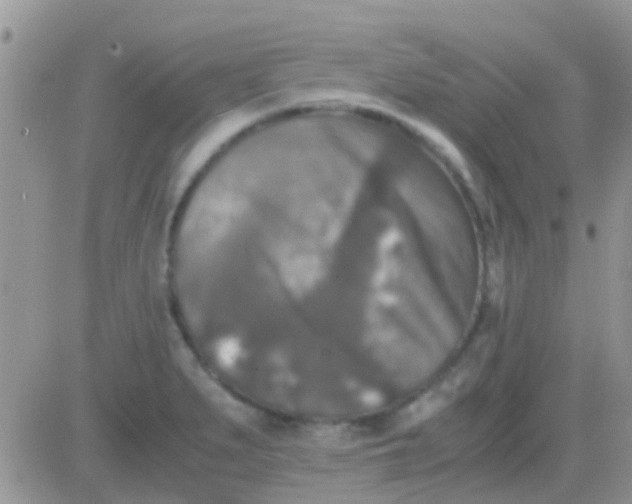 X0000081391279200701252055