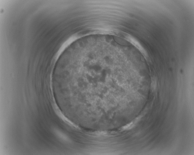 X0000081391283200701252055