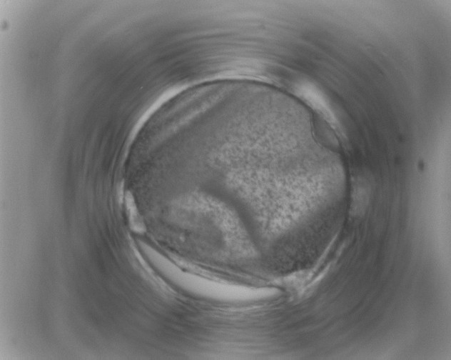 X0000081391284200701252055