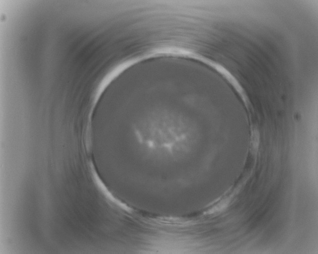 X0000081391295200701252055