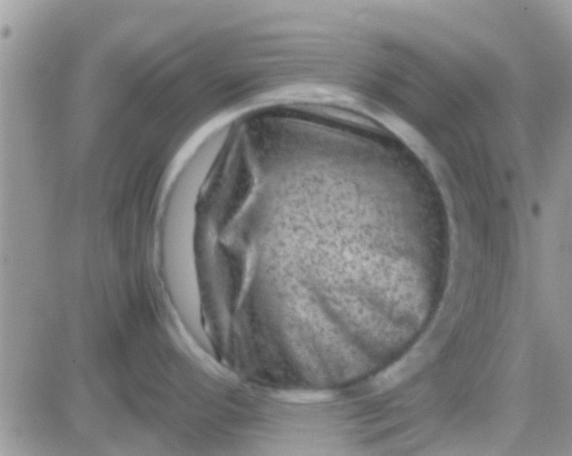 X0000081391296200701252055