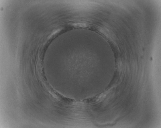 X0000081391297200701252054