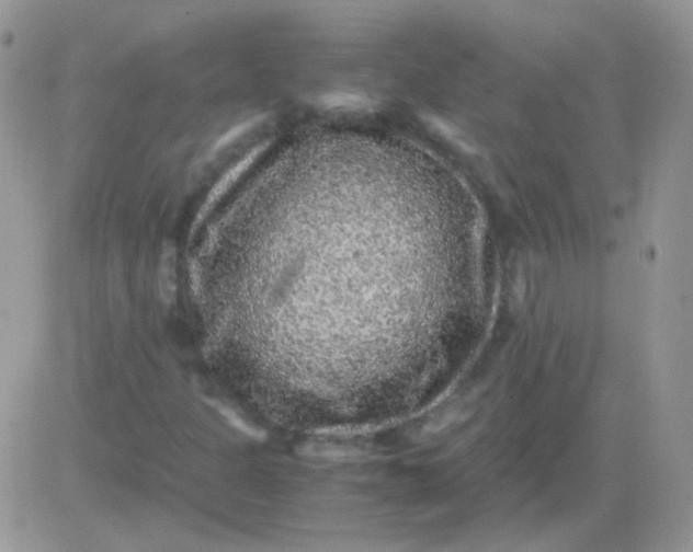 X0000081391301200701252054