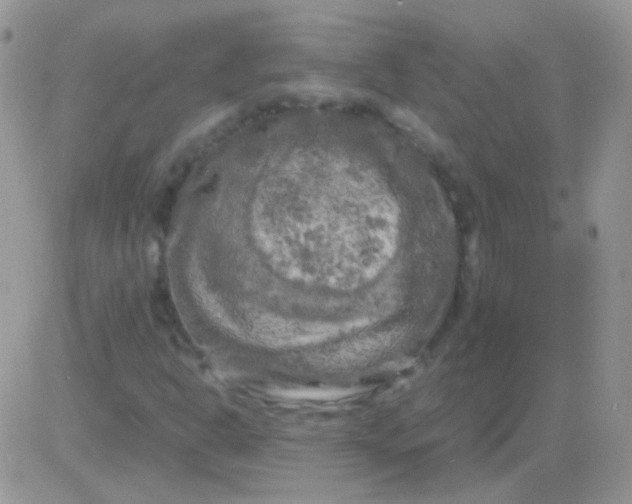 X0000081391302200701252054