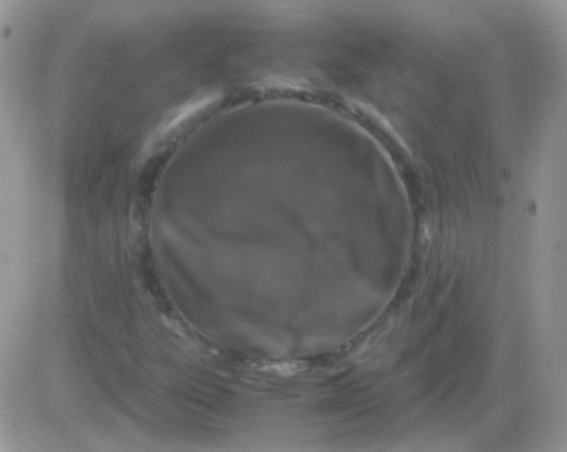 X0000081391303200701252054