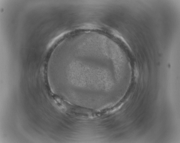 X0000081391304200701252054