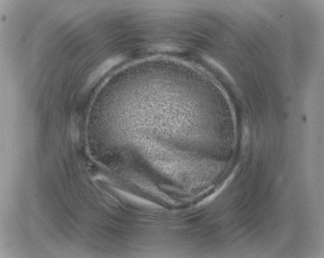 X0000081391305200701252054