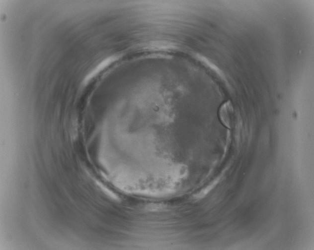 X0000081391306200701252054