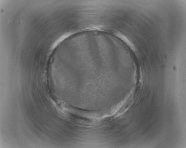 X0000081391308200701252054