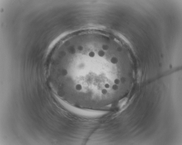 X0000081391310200701252054