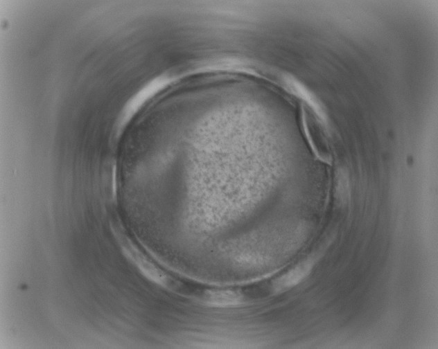 X0000081391320200701252054