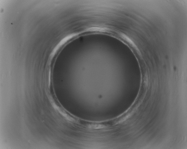 X0000081391323200701252054