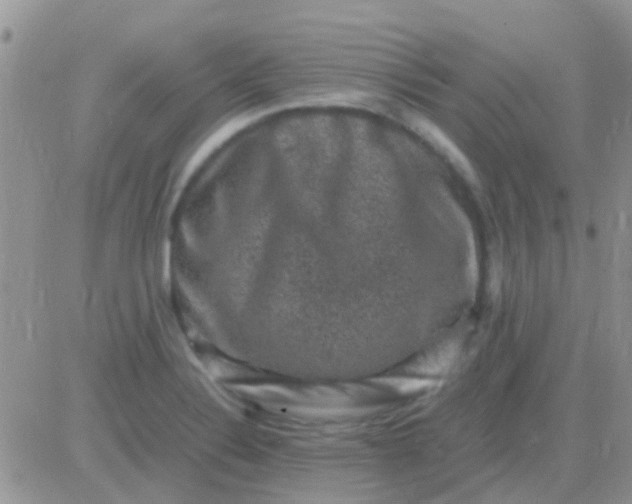 X0000081391324200701252054