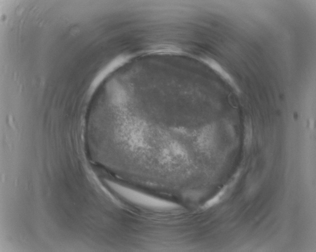 X0000081391325200701252054