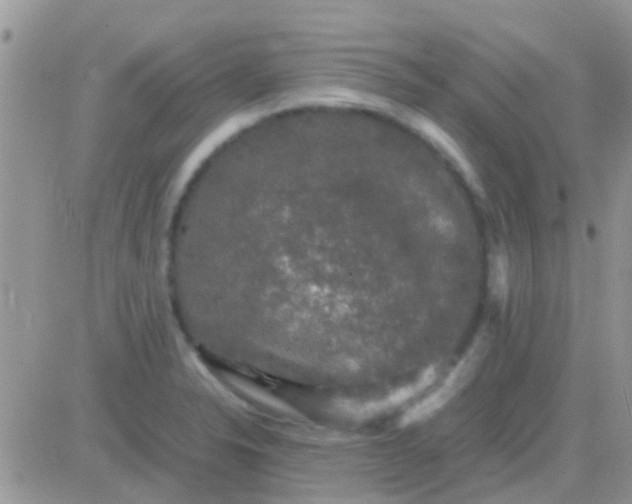 X0000081391326200701252054