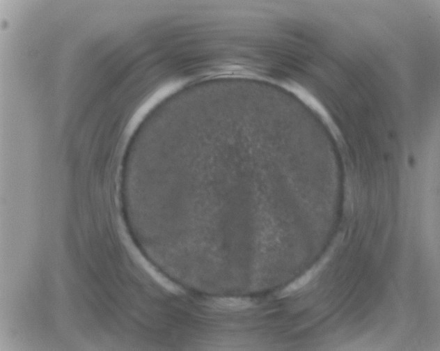 X0000081391333200701252054