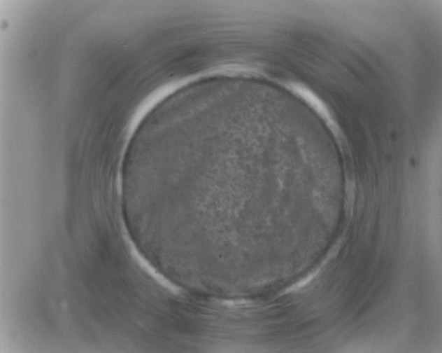 X0000081391335200701252054