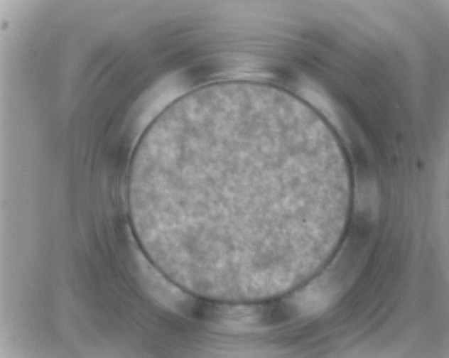 X0000081391338200701252054