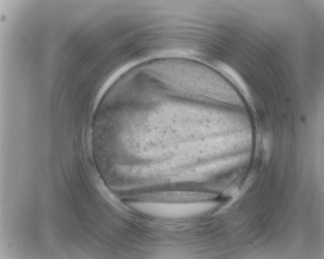 X0000081391340200701252055