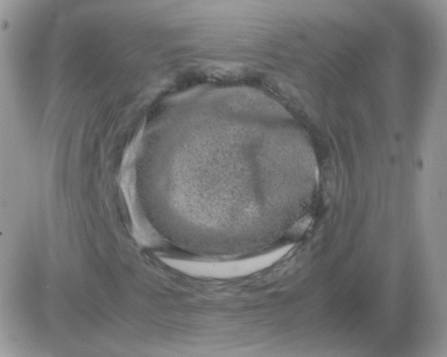 X0000081391345200701252054