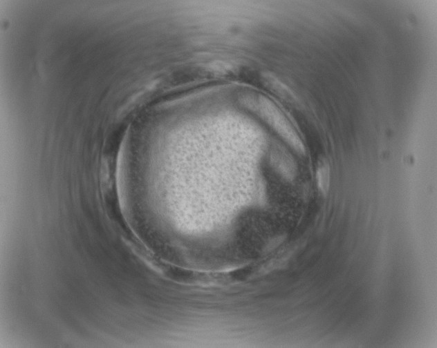 X0000081391347200701252054