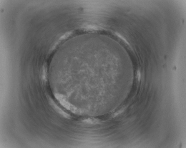 X0000081391348200701252054