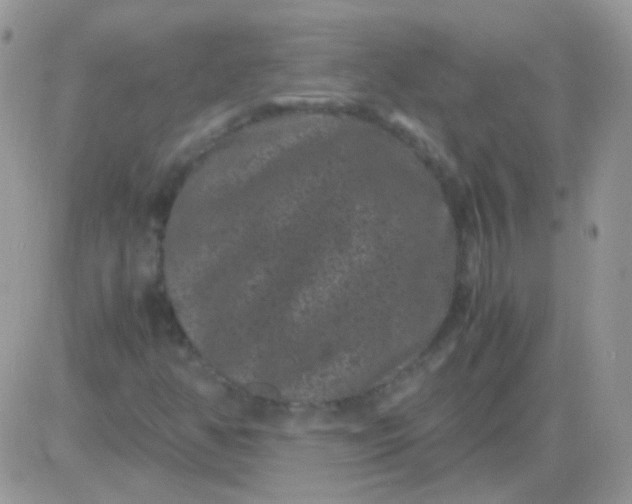 X0000081391350200701252054