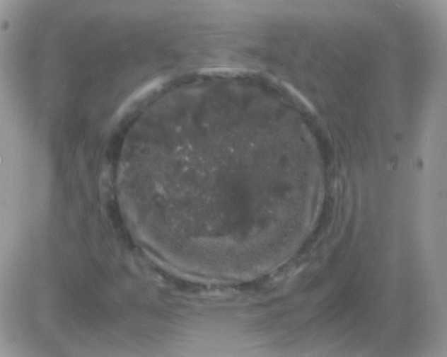 X0000081391351200701252054