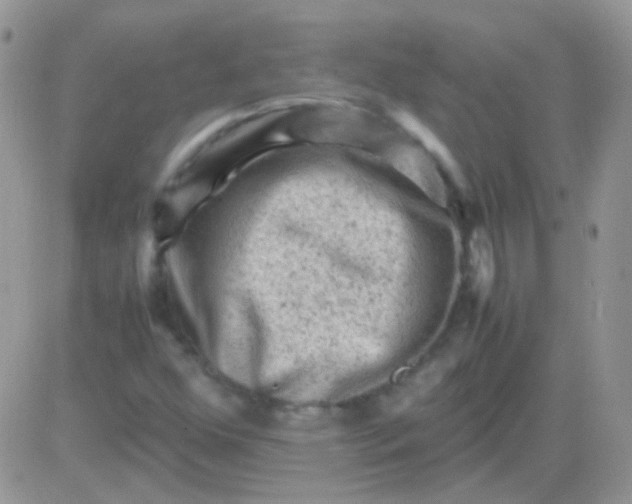 X0000081391352200701252054