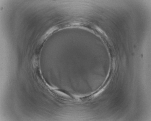 X0000081391353200701252054