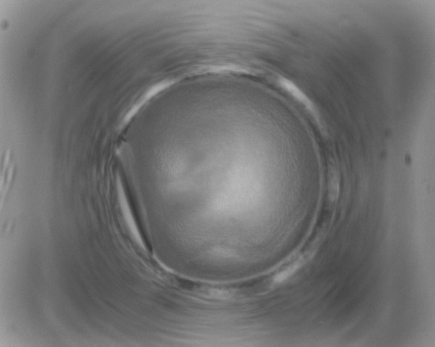 X0000081391361200701252054