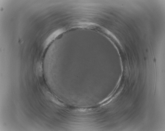 X0000081391362200701252054