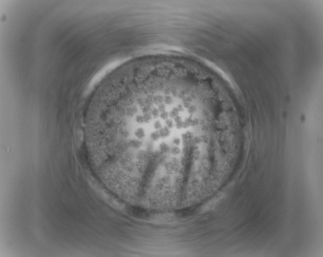 X0000081391363200701252054