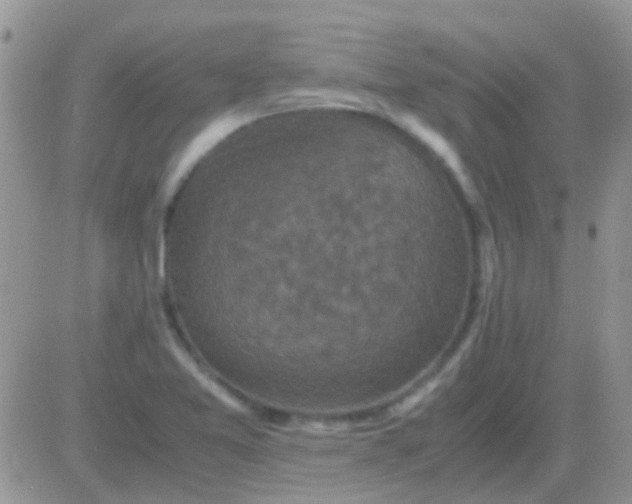 X0000081391365200701252053