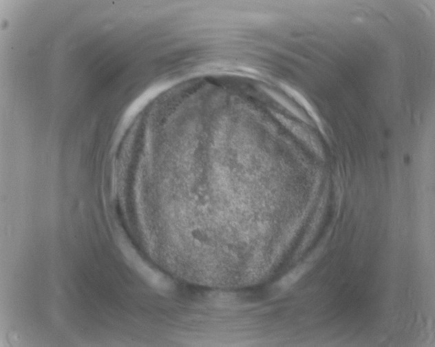 X0000081391371200701252053