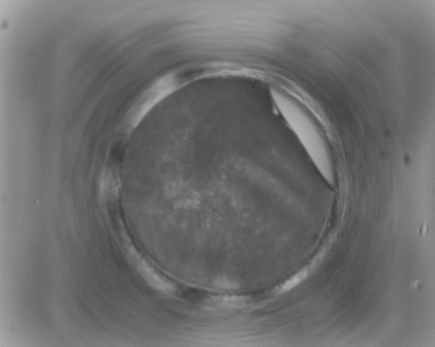 X0000081391377200701252053