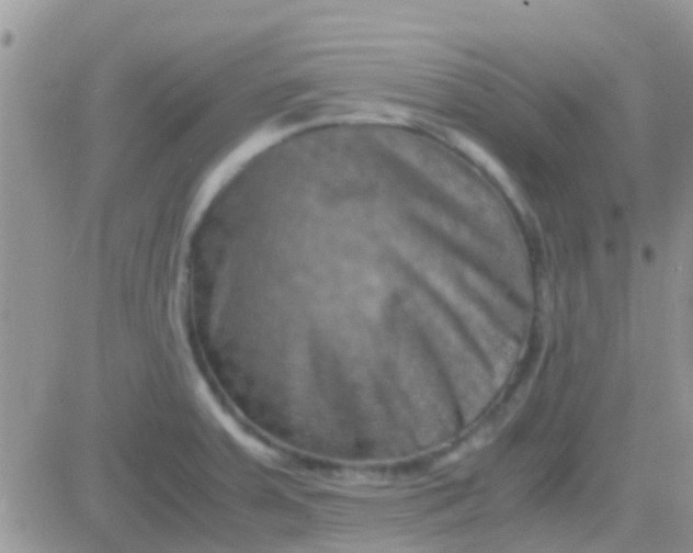 X0000081391379200701252053