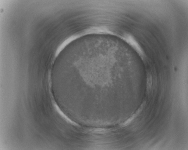 X0000081391382200701252053