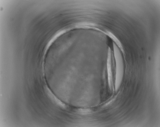 X0000081391384200701252053