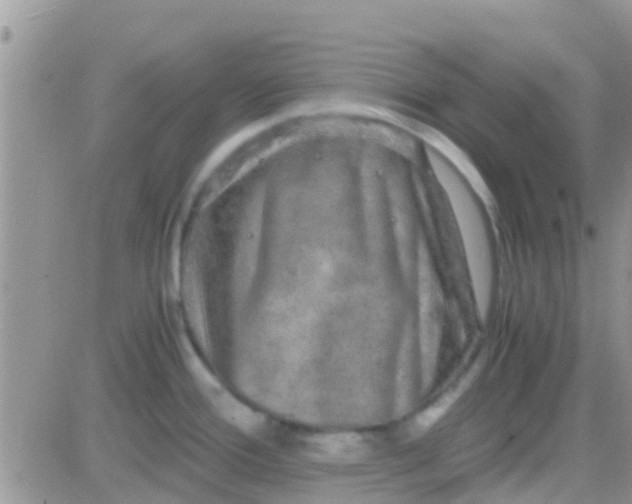 X0000081391388200701252053