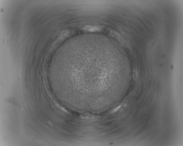 X0000081391393200701252052