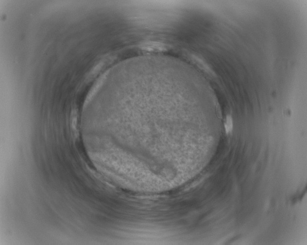 X0000081391396200701252052