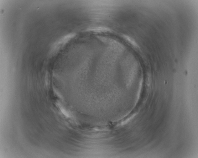 X0000081391398200701252052