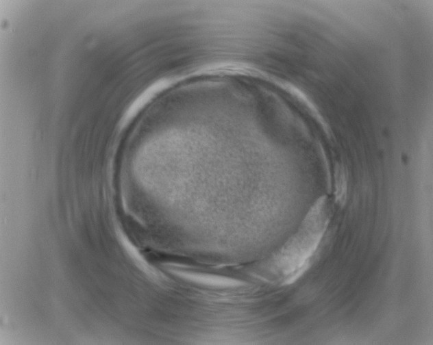 X0000081391422200701252053